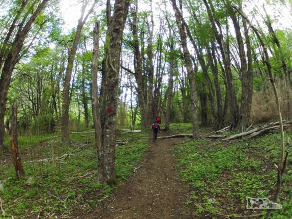 Atravessando bosque no caminho de volta do refúgio San Martín, região de Bariloche, na Argentina